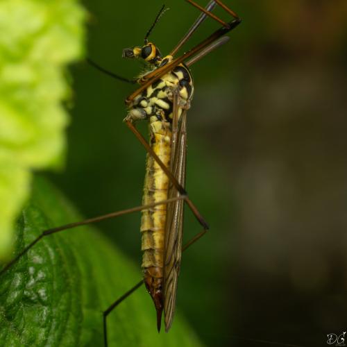 Réf. 354 873 : Nephrotoma appendiculata